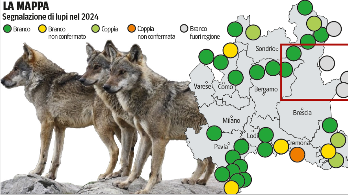 Lupi e orsi in Lombardia: dove sono? La mappa