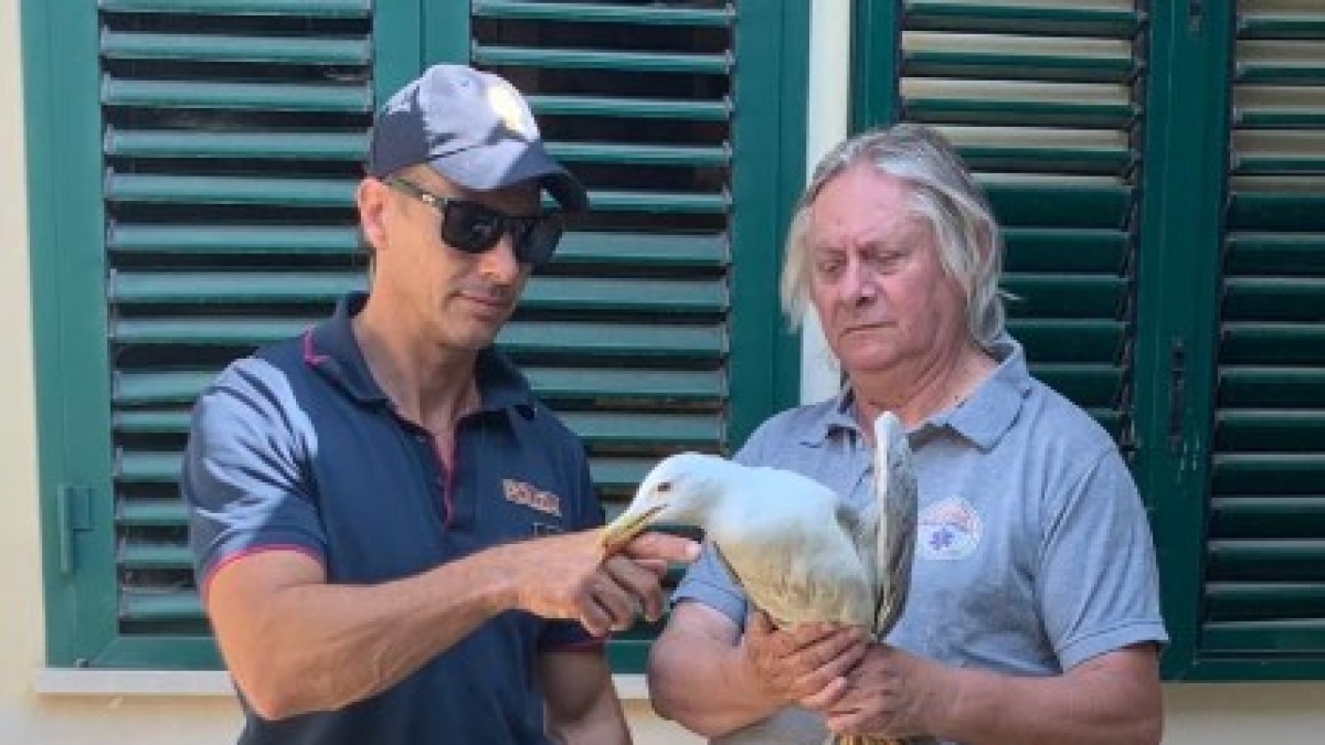 Lucca, giocano a palla con un gabbiano ferito: denunciati cinque giovani
