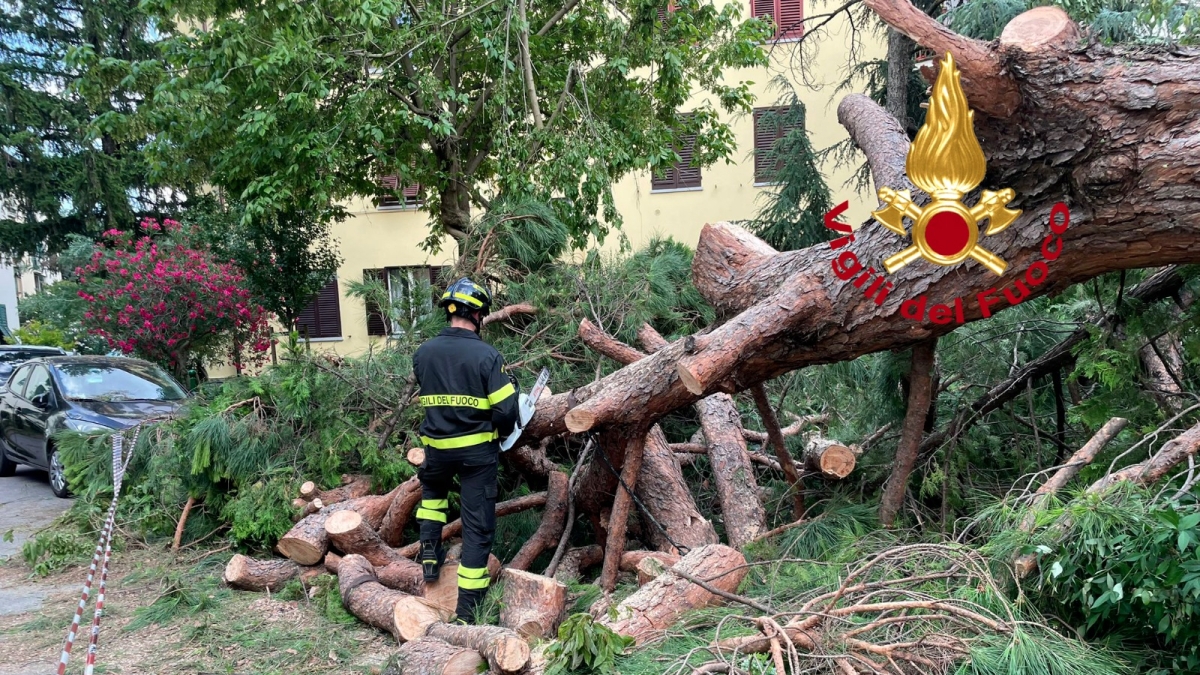 Firenze, cade un pino sopra un'auto in via Pescetti: nessun ferito