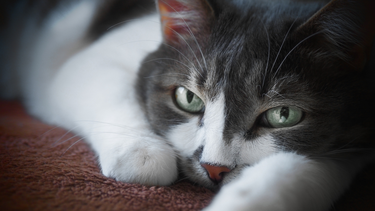 Il Tuo Gatto Soffre per la Tua Assenza? Scopri Come Gestire l'Ansia da Separazione nei Felini
