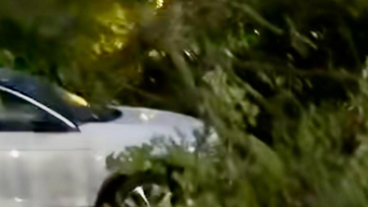 Vomero, albero di alto fusto cade in piazza Quattro Giornate: è il quarto episodio in poco tempo