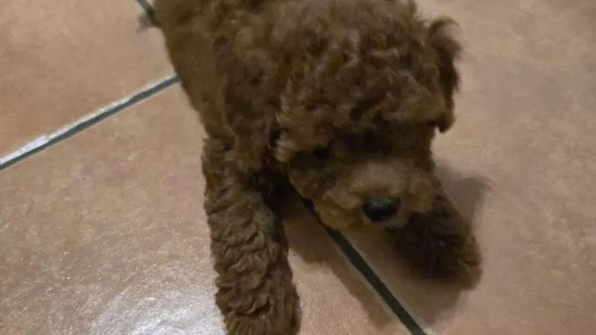 Pontremoli, i ladri non trovano nulla in casa e rubano il barboncino di una bimba: «Ricompensa per chi lo trova»