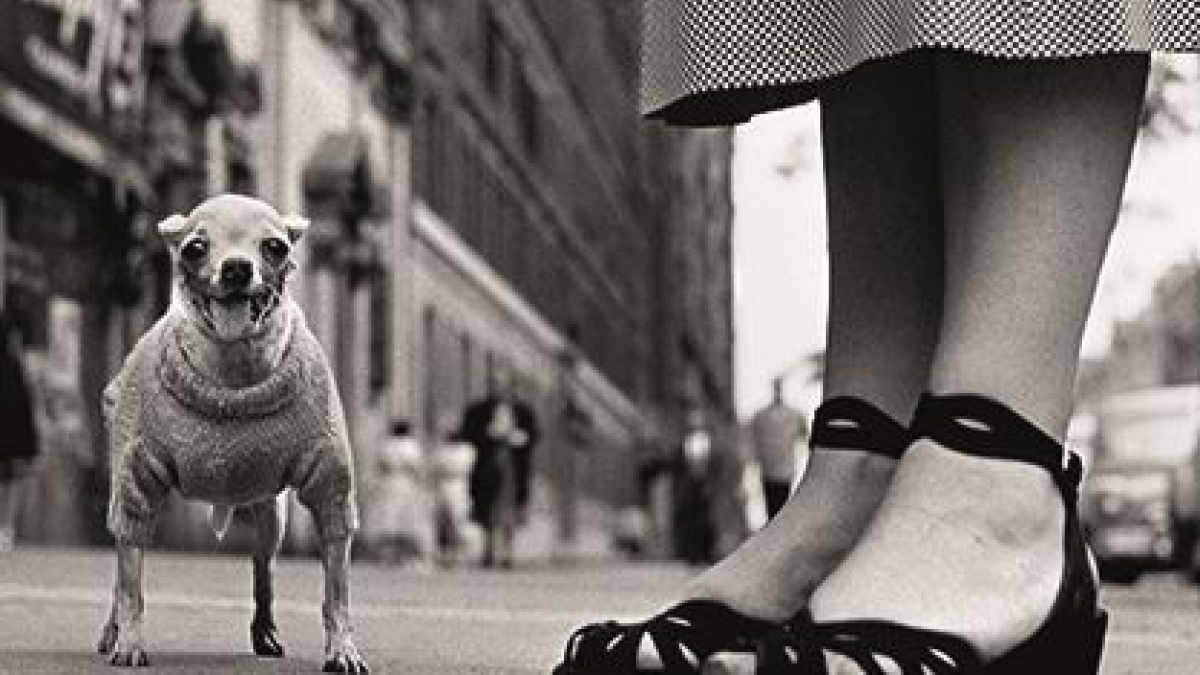 Elliott Erwitt in mostra a Palazzo Bonaparte: da Marilyn Monroe ai cani «umani», tutte le Icons del grande fotografo