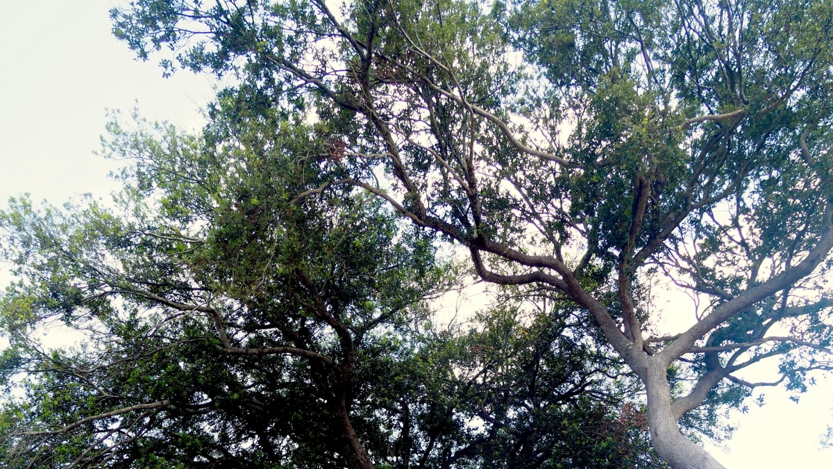 Dal Monte dei Diavoli al Bosco Cuturi tra lecci, ginestre e zafferano