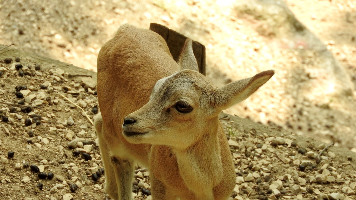 Urial, l'antenato della pecora a rischio estinzione: a Bussolengo nati due cuccioli