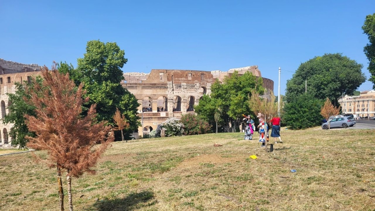 Caldo e afa, allarme alberi secchi in Centro e Prati, il I Municipio al Campidoglio: «È urgente l'irrigazione»