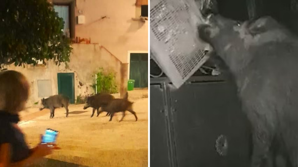 Cinghiali ovunque all'Isola d'Elba: «Ogni giorno si rischia un incidente». Raccolta di firma per fermare l'invasione