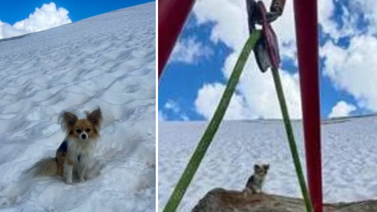 Alpinista cade in un crepaccio su un ghiacciaio in Svizzera, salvato dal suo chihuahua: «Ha guidato i soccorsi abbaiando»