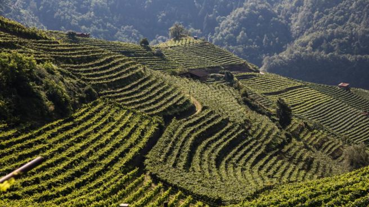 La classifica dei vigneti più cari d'Italia, in Trentino-Alto Adige un ettaro costa in media 343mila euro
