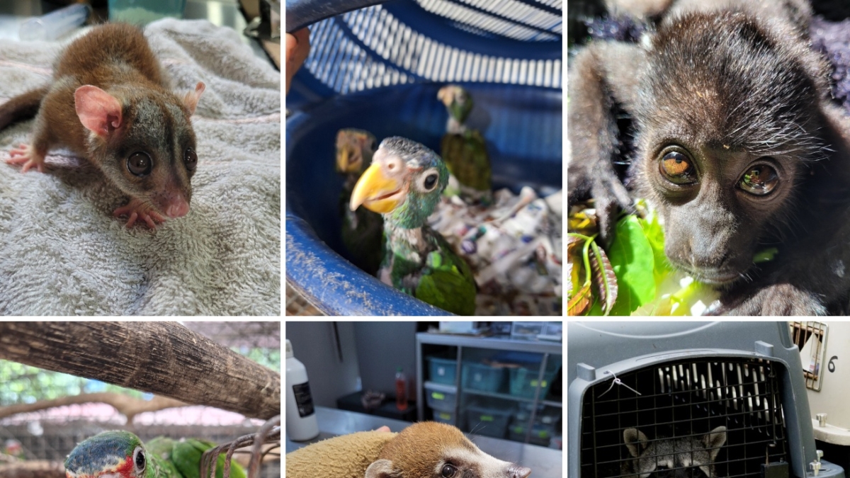 Scimmie, pappagalli e opossum tornano liberi in Guatemala: salvati da traffici internazionali e interazioni negative con noi