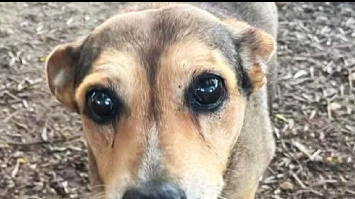 La cagnolina Timida legata sui binari e uccisa dal treno. Uomo confessa: «Ecco chi mi ha chiesto di farlo»Individuato chi sparò a Ted
