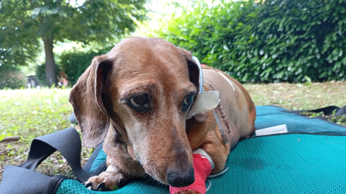 La cagnolina Ofelia, picchiata e ridotta in fin di vita dal suo proprietario (che ora rischia due anni di carcere)
