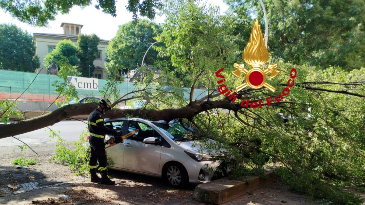 Firenze, grosso ramo cade sui viali: colpite due auto, non ci sono feriti