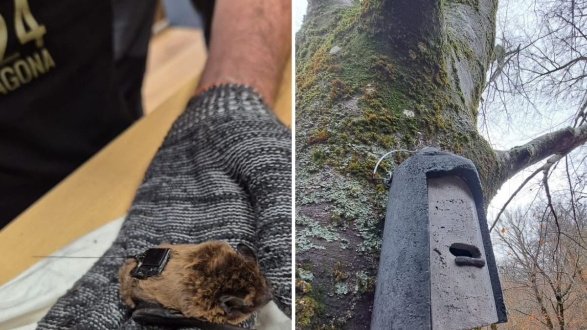 Dall'Appennino Pistoiese a Firenze: il volo di Ugo, primo pipistrello italiano monitorato col Gps