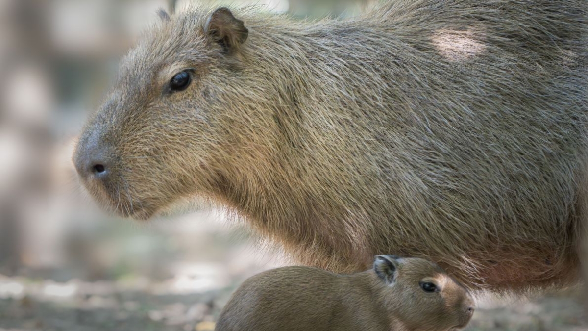 Cecina, nati quattro cuccioli di capibara al parco Gallorose