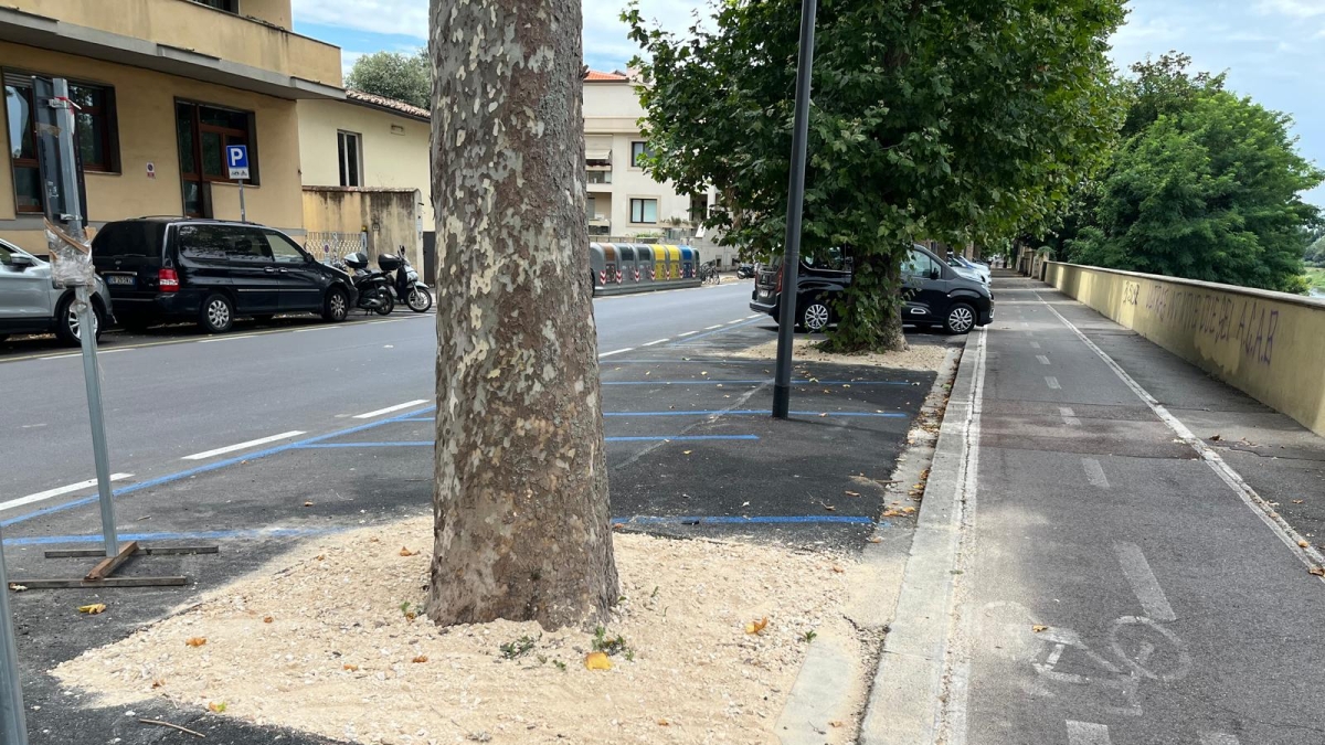 Lungarno Ferrucci, alberi liberi e con la ghiaia, senza protezioni