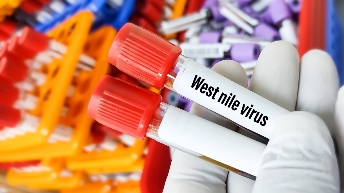 West Nile, primo morto in Lombardia: aveva 90 anni ed era già malato. La Regione: «Dati in linea con gli anni scorsi»