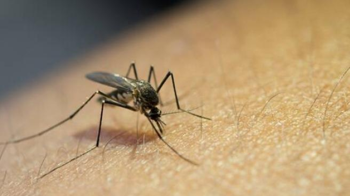 West Nile, morto un 74enne all West Nile, morto un 74enne all