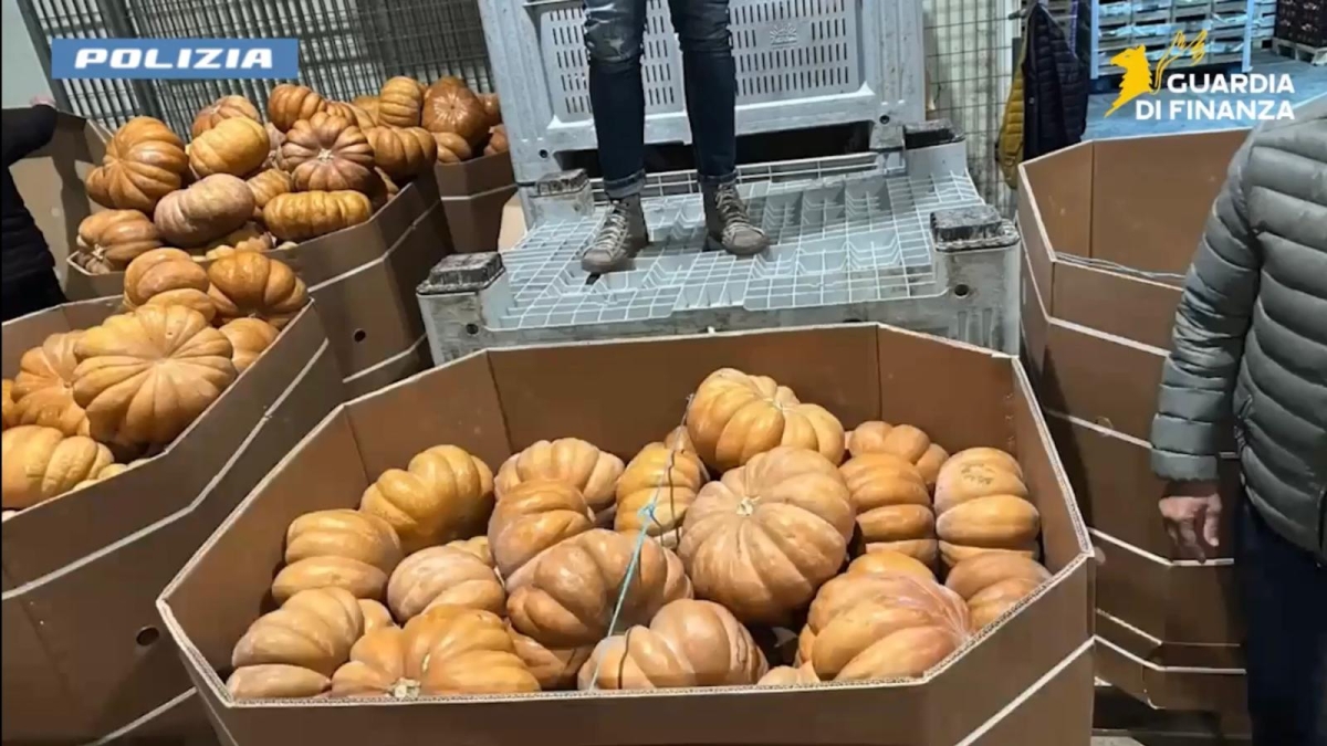 Droga dalla Spagna a Napoli nascosta tra le zucche: a organizzare la spedizione la titolare di un'azienda agricola iberica
