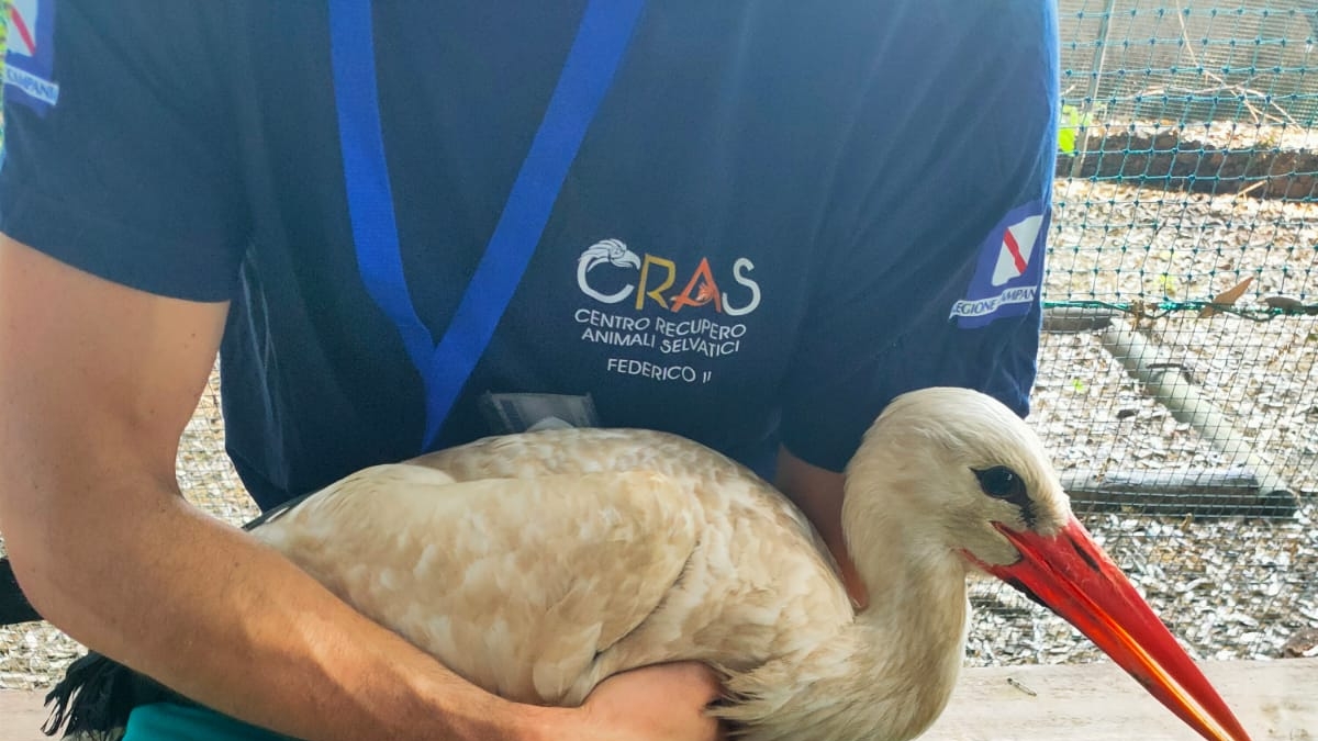 Napoli, torna a volare la cicogna salvata a Ischia: rilasciata ma con un gps per seguire i suoi spostamenti
