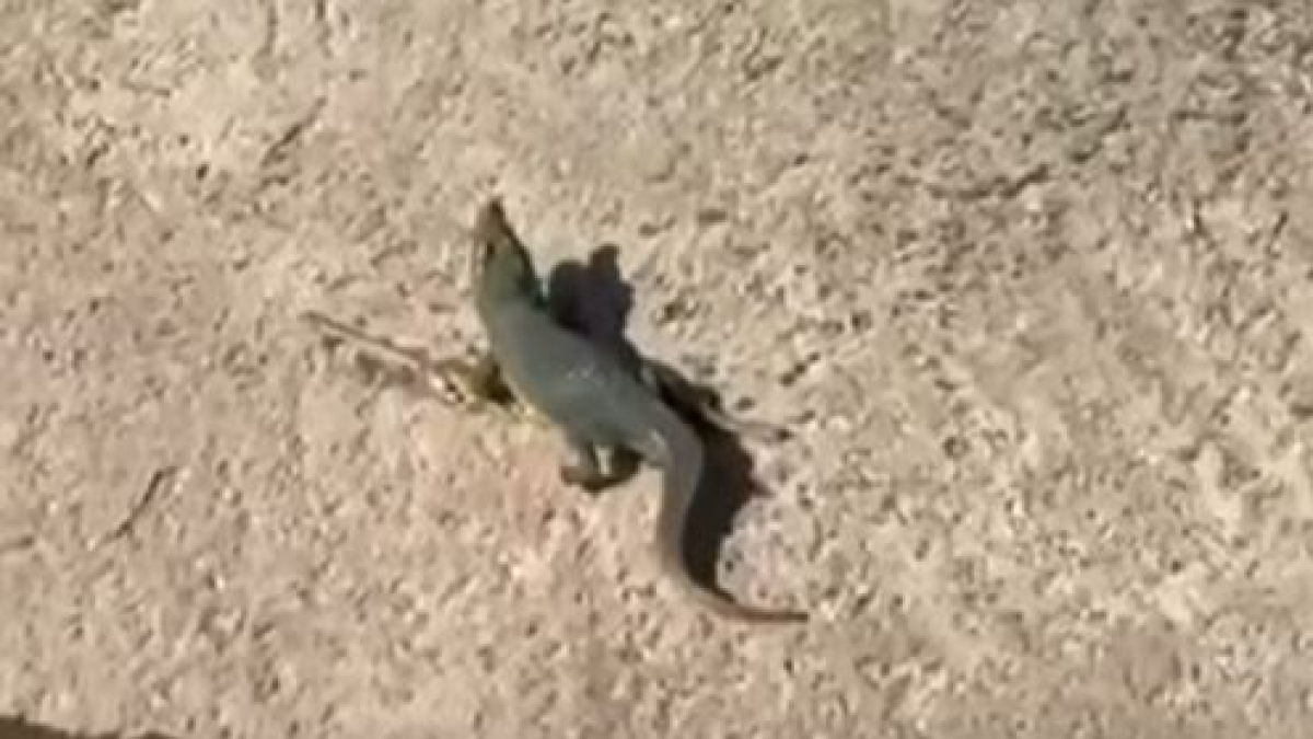 Coccodrillo a Ladispoli, allarme per il rettile segnalato vicino a un fiume. Il sindaco: «Arrivate diverse segnalazioni»