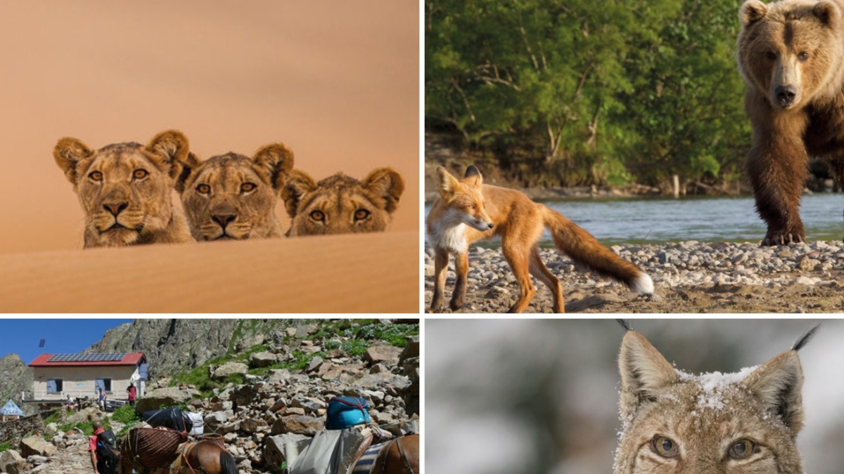 La natura intelligente: animali, persone, tecnologia. Chi vince questa sfida? Al Gran Paradiso Film Festival 106 eventi per scoprirlo