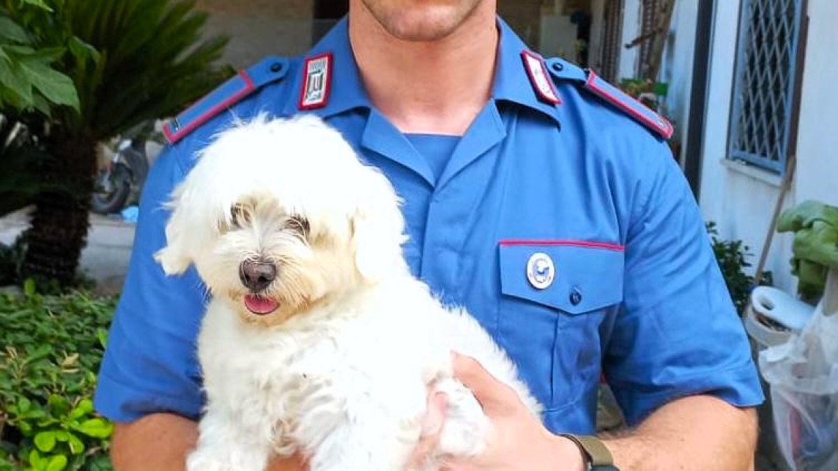Cindy, il "cane di ritorno" rapito: «Se lo vuoi prepara 450 euro». Blitz dei carabinieri, arrestato un sedicenne