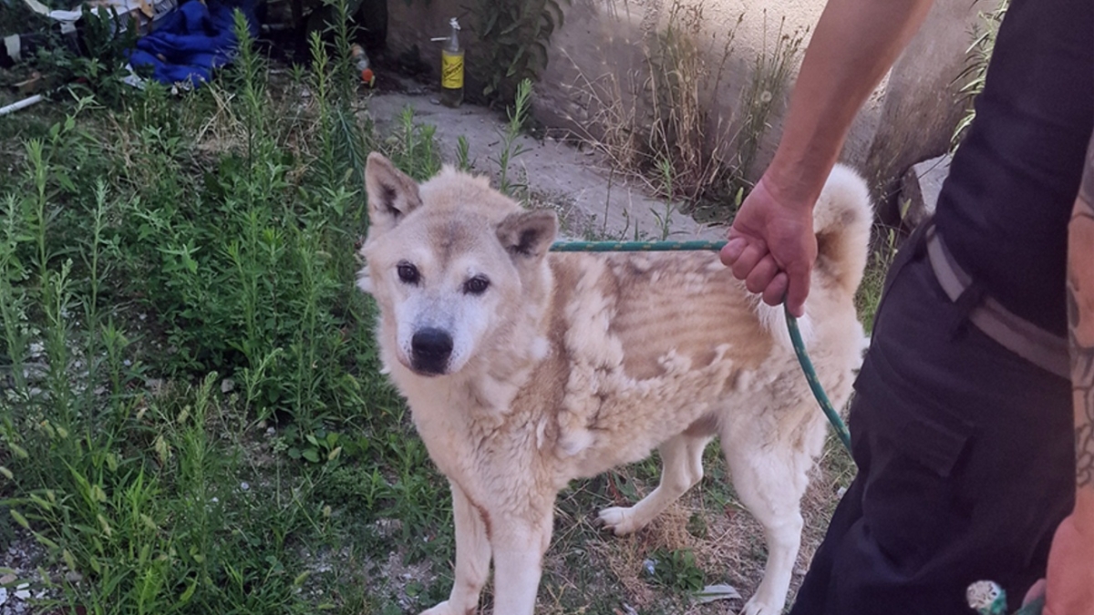 Milano, il salvataggio del cane Akita abbandonato in un appartamento senz'acqua né cibo: denunciato il proprietario