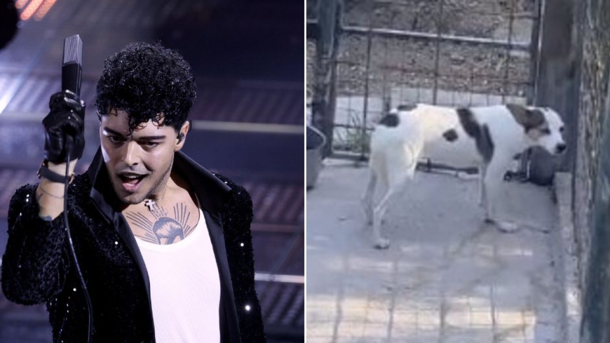 Stash di The Kolors salva un cane maltrattato in Puglia. «Come si fa a essere così crudeli?»