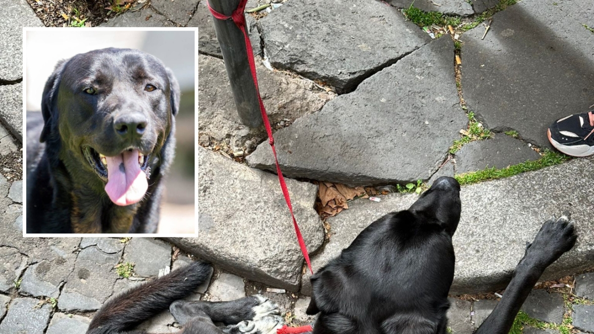 Thor, legato a un palo e abbandonato davanti a un supermercato di via Merulana: ora il cagnone cerca una nuova casa