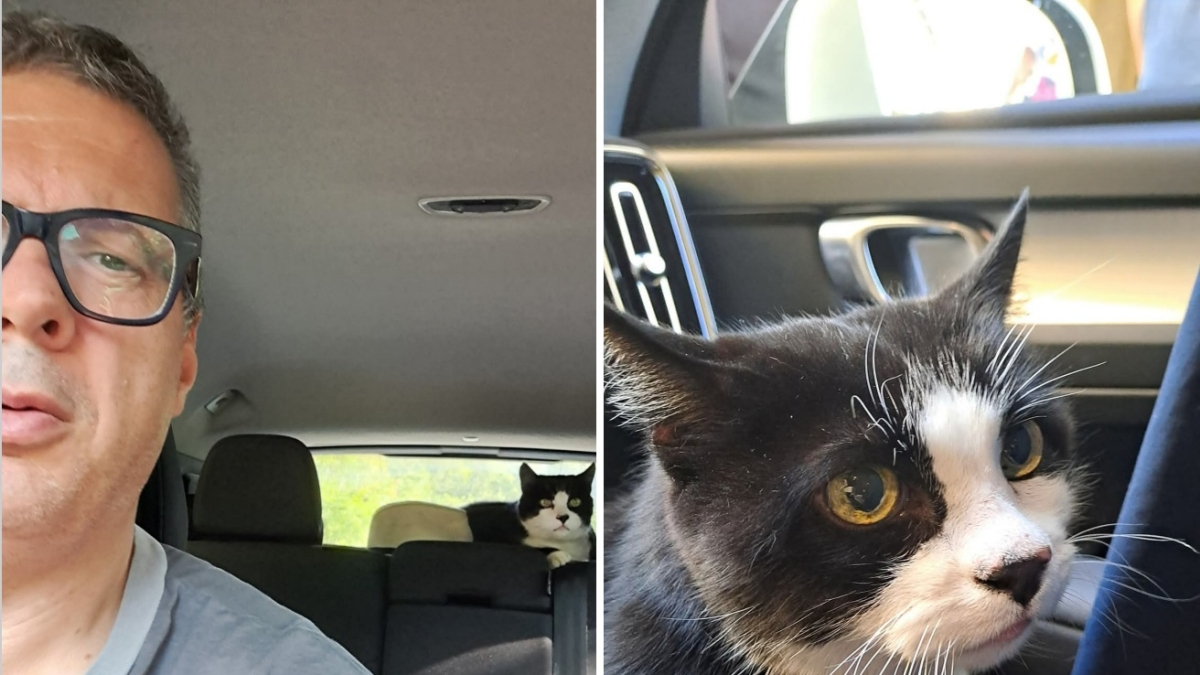 Il giallo del gatto-mascotte di Poppi: scomparso per una settimana, ritrovato a 30 km di distanza. E il sindaco va a riprenderlo con l'auto