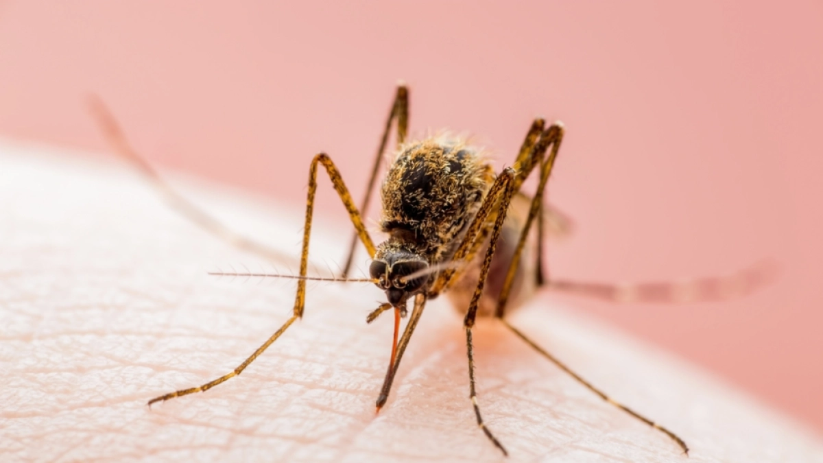 West Nile, decima vittima nel Lazio: morto un uomo di 87 anni a Velletri. Registrati 17 nuovi casi
