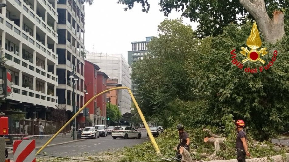 Milano, albero caduto all'Arco della pace: sfiorato un van, distrutto il semafoto