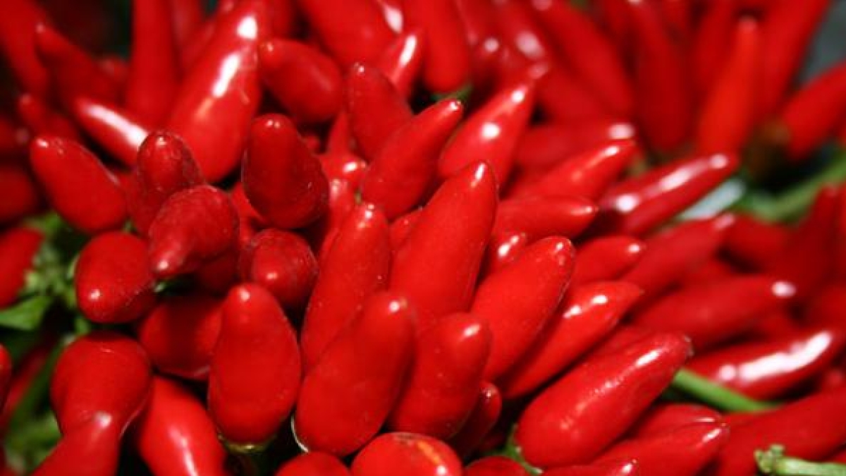 Rieti, la Fiera mondiale del Peperoncino: oltre 600 varietà, degustazioni con gli chef e concerti, da Rovazzi ai The Kolors