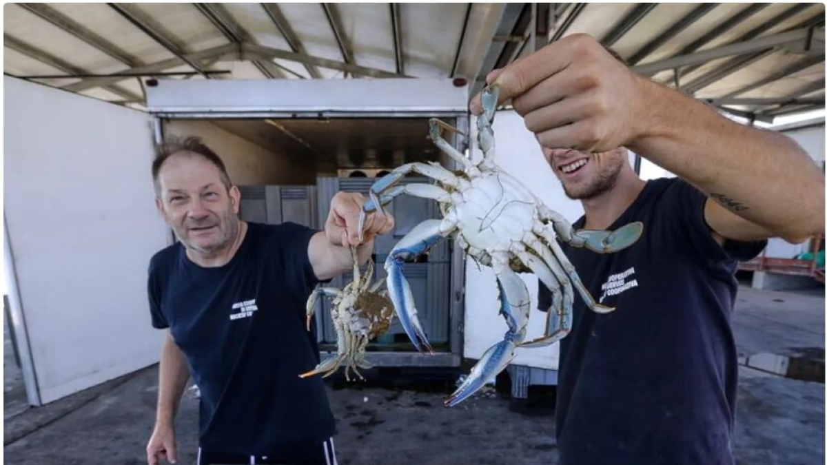 Il granchio blu è oltre Orbetello: «Devastanti, sono sempre di più»