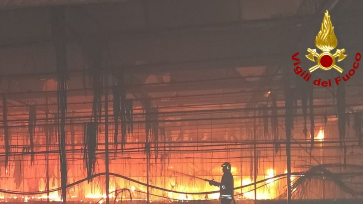 Viareggio, incendio distrugge le serra di un vivaio: bruciate 30mila Stelle di Natale