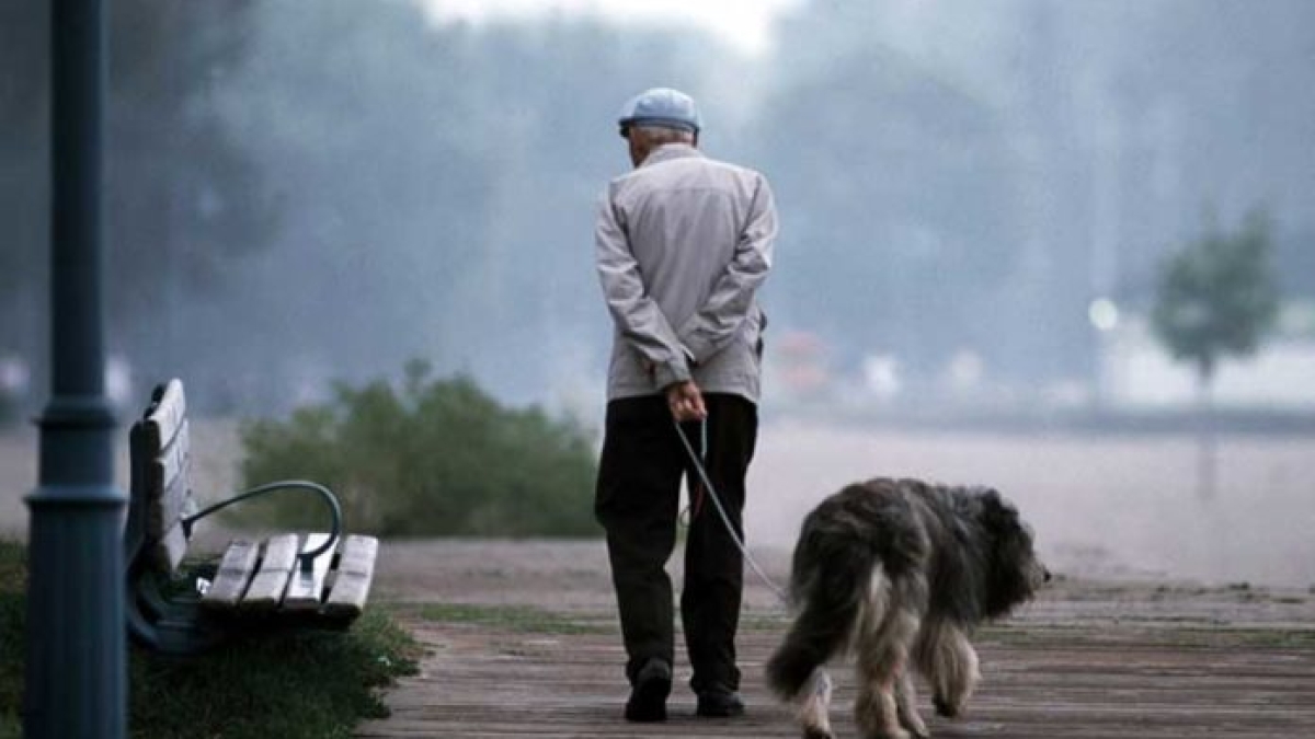 Le ceneri di cani e gatti tumulate assieme ai padroni, proposta di legge in Campania