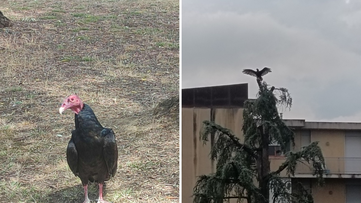 Lastra a Signa, c'è un avvoltoio americano nei giardini del centro anziani (e nessuno riesce a catturarlo)