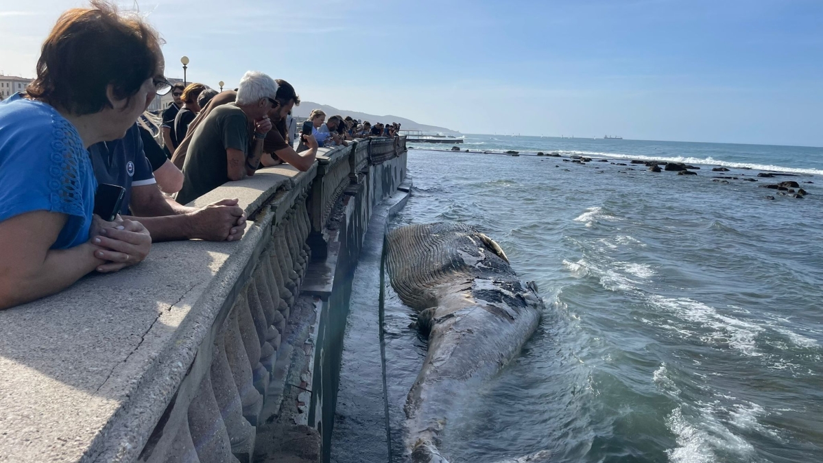 Livorno, carcassa di balenottera in mare davanti alla Terrazza Mascagni