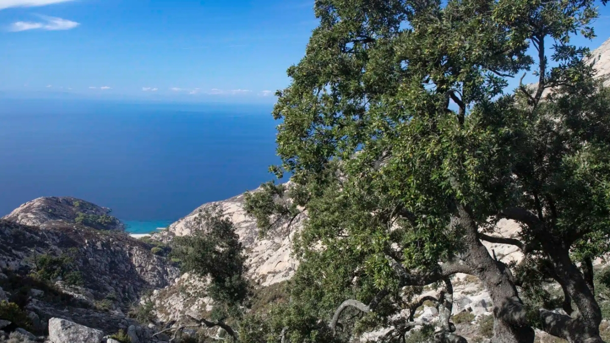 Obiettivo salvare la lecceta dell’isola di Montecristo: recinti e nuove piante nella riserva naturale