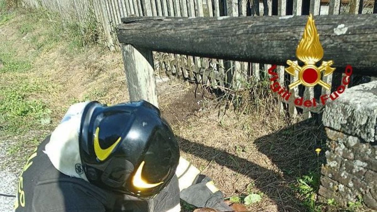 Ghivizzano, il capriolo resta intrappolato in una recinzione: «Bambi» salvato dai vigili del fuoco