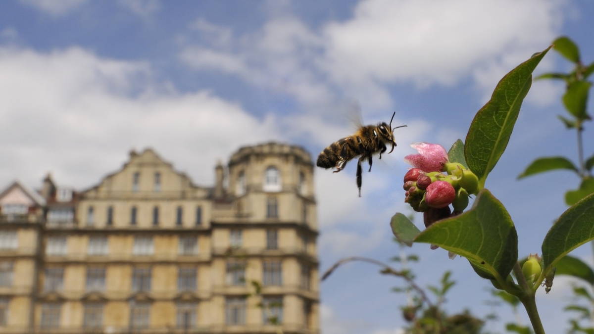 «Urban Nature», torna il Festival della natura in città: tutti gli appuntamenti a Roma