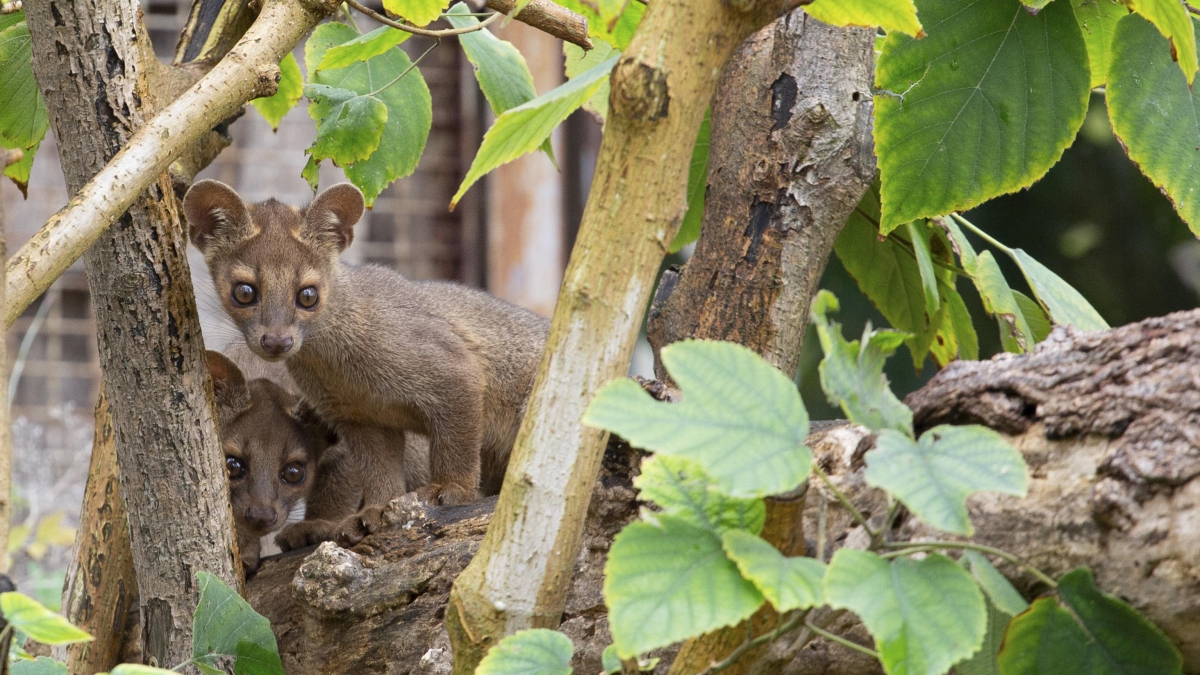I cuccioli di Fossa del Madagascar nati allo Zoo di Napoli
