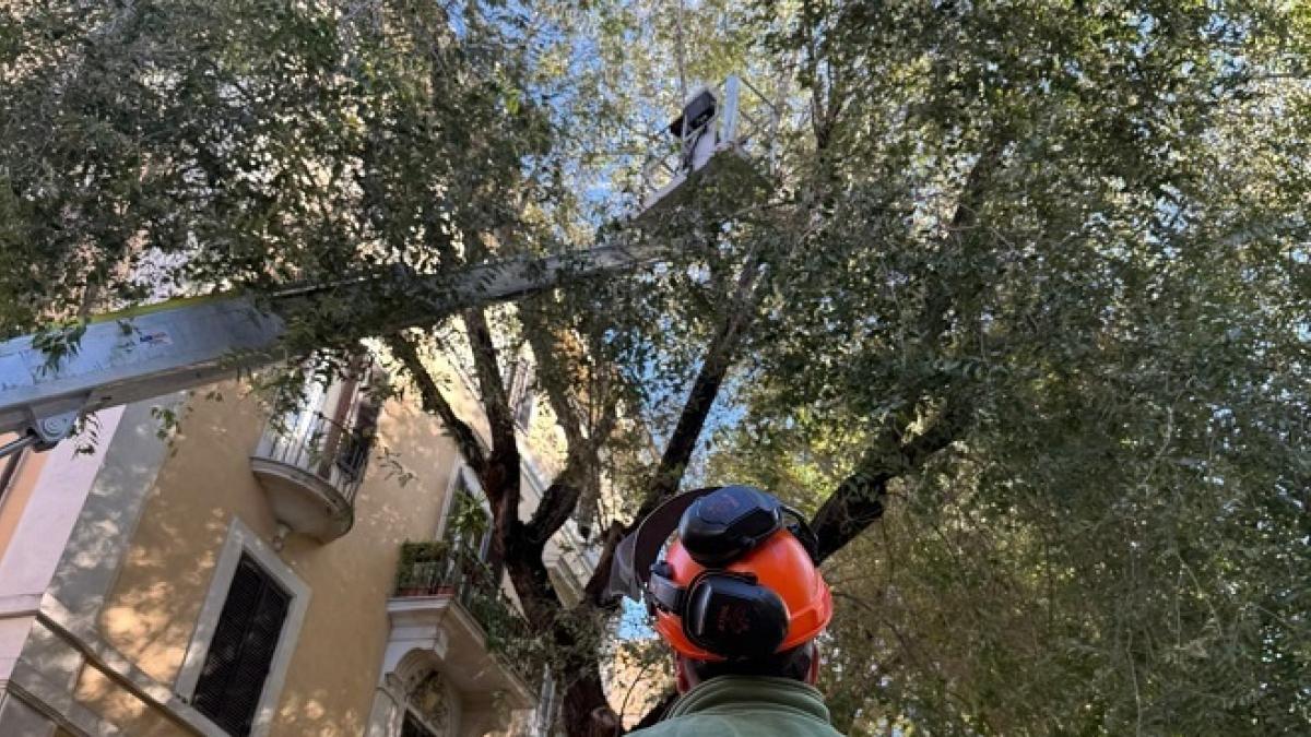 Roma San Giovanni, al via la riqualificazione degli alberi: ecco le strade interessate
