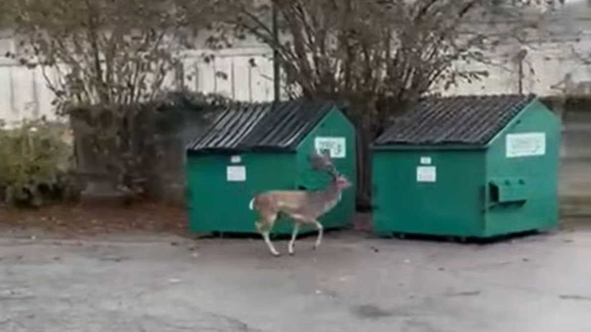 Como, daino abbattuto in città: insorgono gli animalisti. La polizia provinciale: «Decisione drastica ma inevitabile»