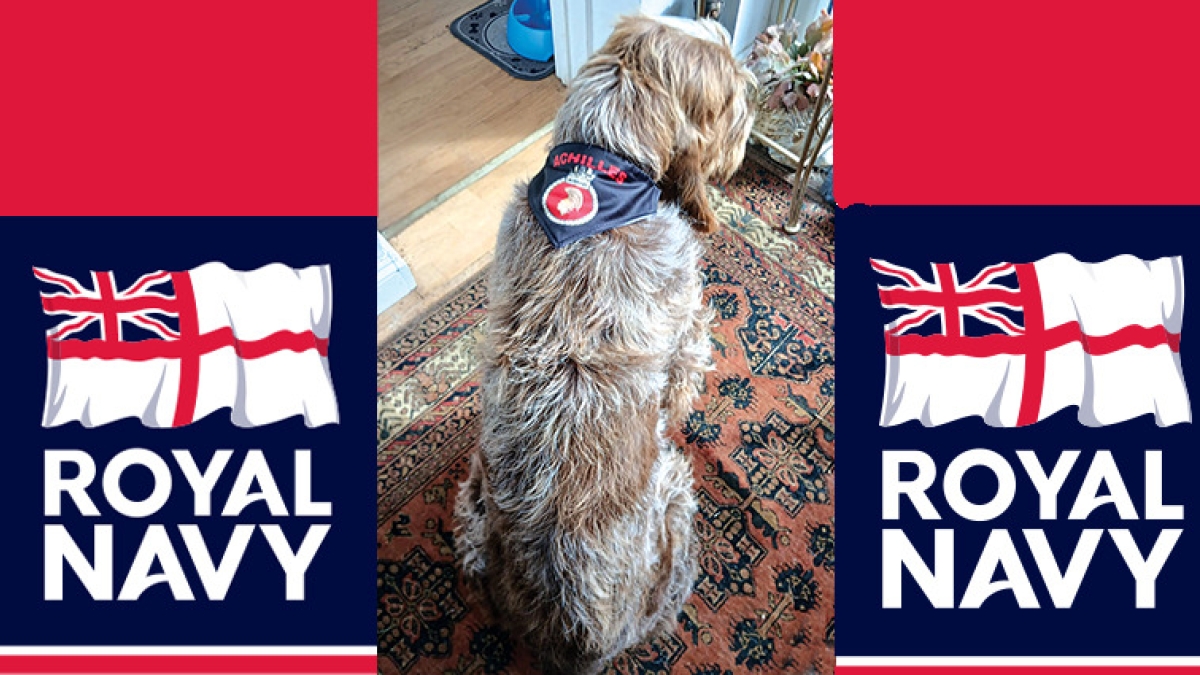 Achille, il cane trovatello dal Casentino all'Inghilterra, ora è la mascotte della Royal Navy