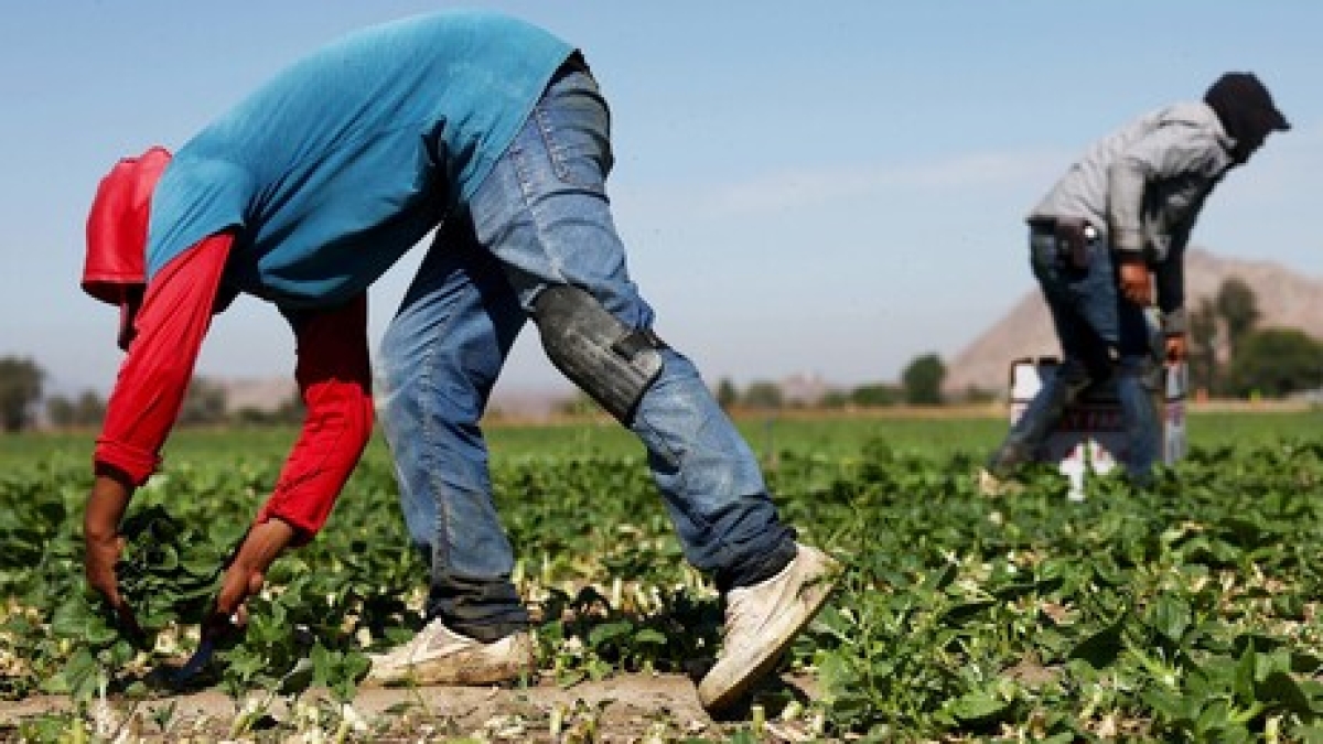 Click day e truffe ai migranti stagionali, in 21 tra vigili e avvocati chiedono il patteggiamento. Meloni denunciò «flussi allarmanti»