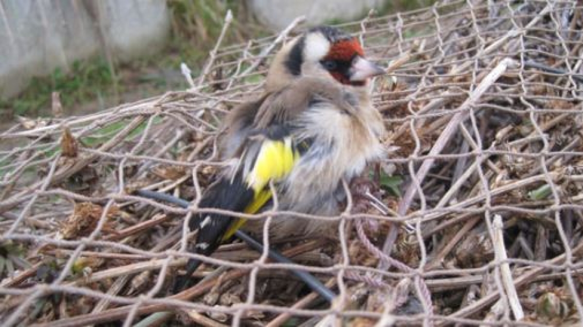 Poggiomarino, la fabbrica dell'orrore in un garage: i cardellini catturati che non cantavano massacrati e lasciati morire