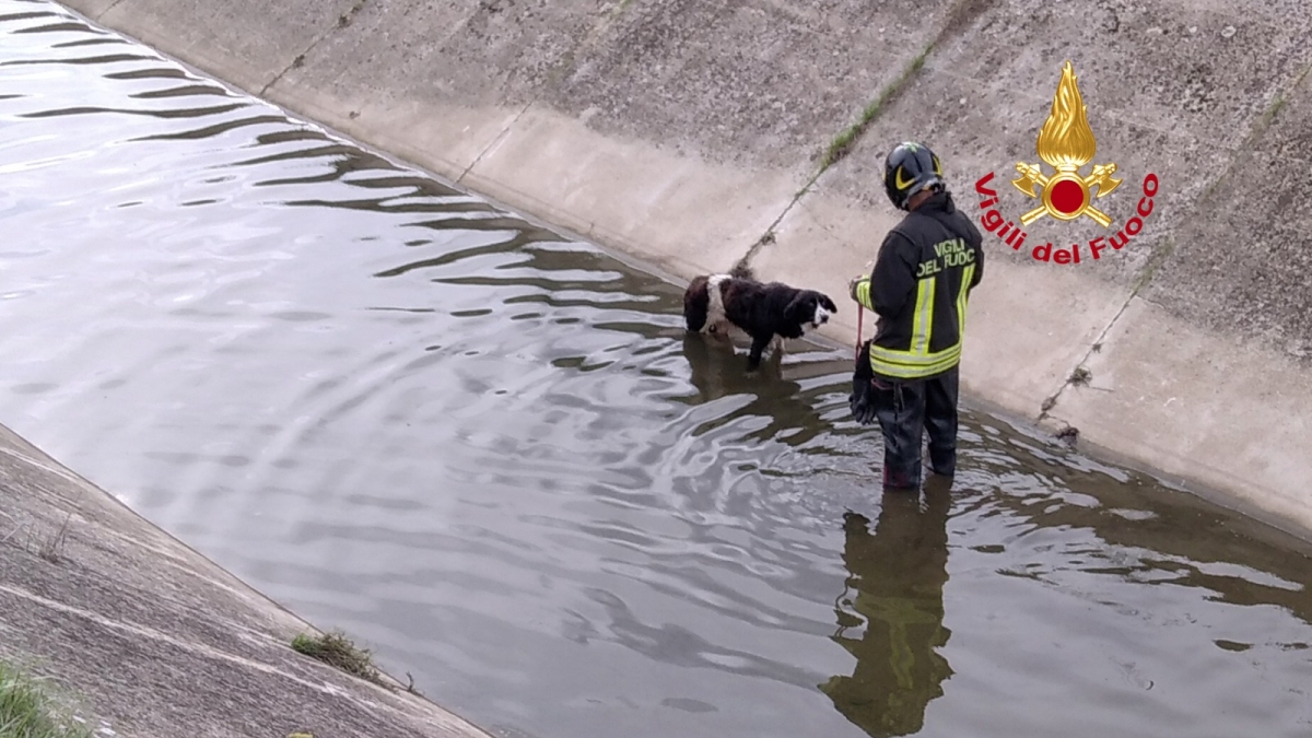 Firenze, cane cade in un canale di scolo: salvato dai vigili del fuoco