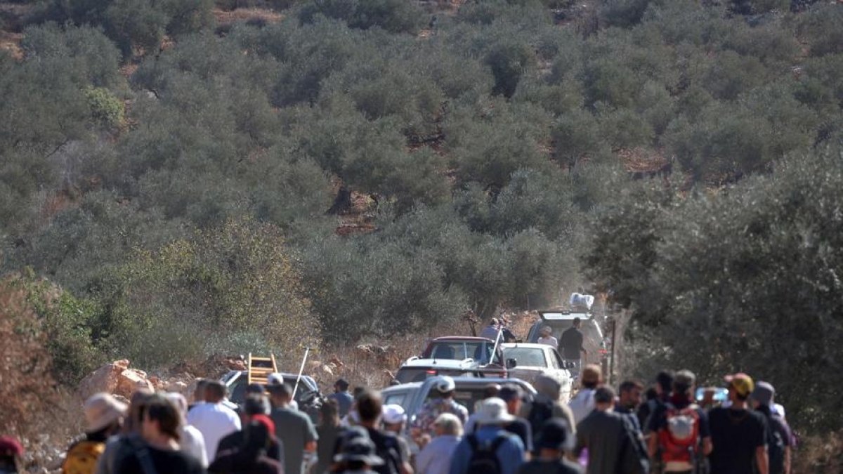 La furia dei coloni israeliani sugli ulivi palestinesi: drone contro i pacifisti